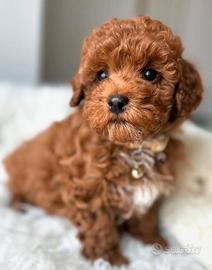 BARBONCINO TOY POODLE RED CUCCIOLI pag. agevolato