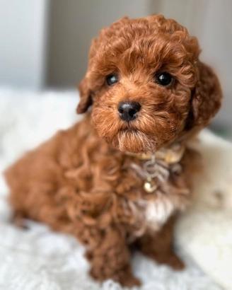 BARBONCINO TOY POODLE RED CUCCIOLI pag. agevolato