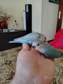 Inseparabili