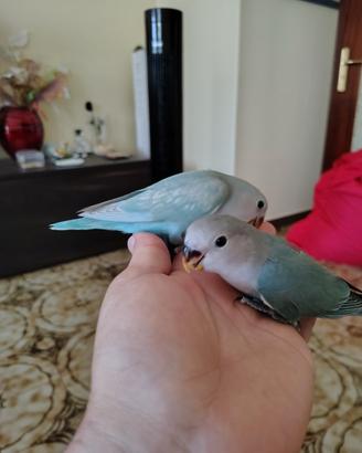 Inseparabili
