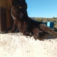 Gattini