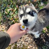Disponibili cuccioli di Husky