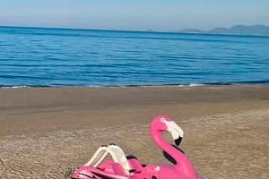 Pedalò fenicottero