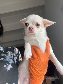 Chihuahua