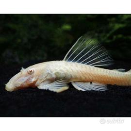 pesci ancistrus albino e acquario grande artigiana