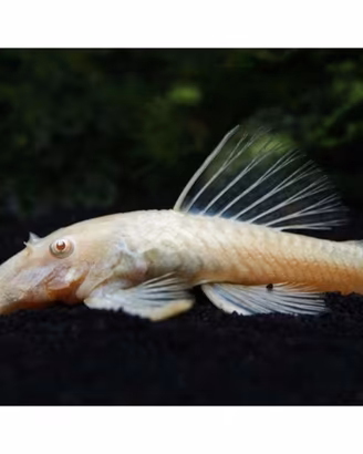 pesci ancistrus albino e acquario grande artigiana
