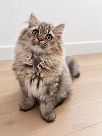 Ultima cucciola di British Longhair con pedigree