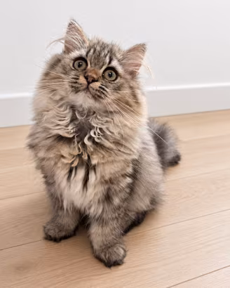 Ultima cucciola di British Longhair con pedigree