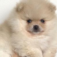 Volpino di Pomerania Enci