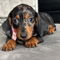 Bassotto cuccioli