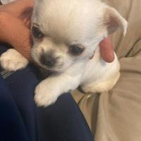 Cucciolo di Chihuahua
