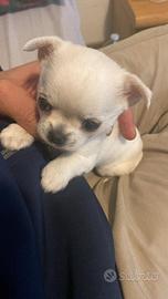 Cucciolo di Chihuahua