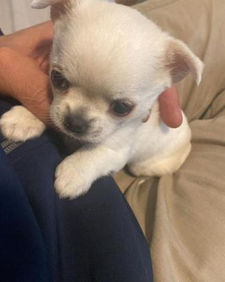 Cucciolo di Chihuahua