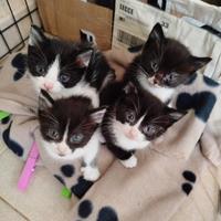 Gattini di due mesi disponibili
