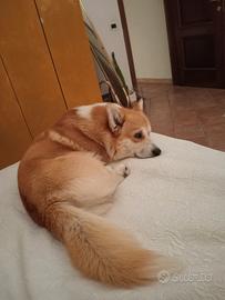 Corghi