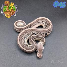 Pitone reale baby 0.1 Leopard Pewter het Clown