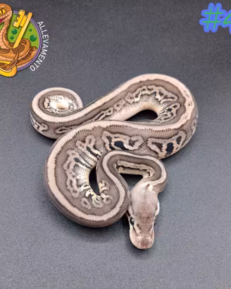 Pitone reale baby 0.1 Leopard Pewter het Clown