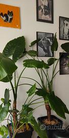 Alocasia Odora e Cucullata