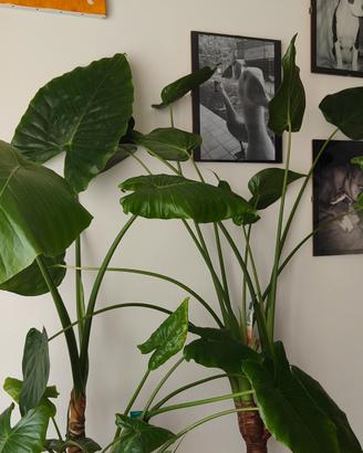 Alocasia Odora e Cucullata