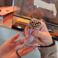 Geco leopardino