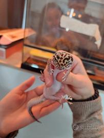 Geco leopardino