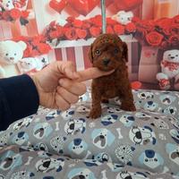 Barboncini toy piccoli