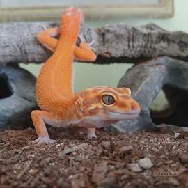 Geco leopardino