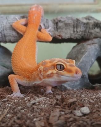 Geco leopardino
