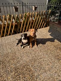 Coppia di american pitbull terrier