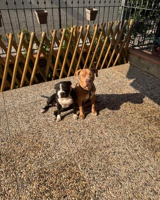 Coppia di american pitbull terrier