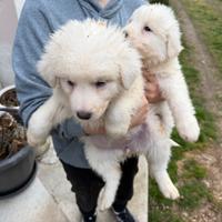 Cuccioli di Pastore Maremmano Abruzzese