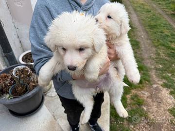 Cuccioli di Pastore Maremmano Abruzzese