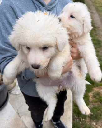 Cuccioli di Pastore Maremmano Abruzzese