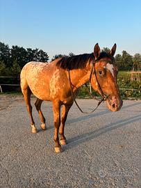Cavallo da passeggiate
