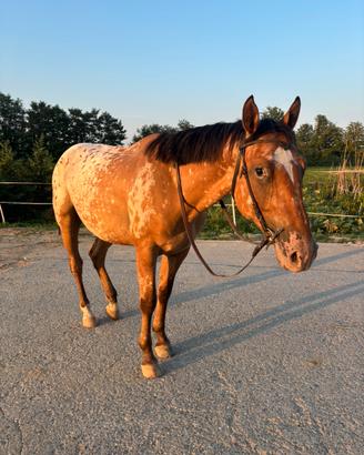 Cavallo da passeggiate