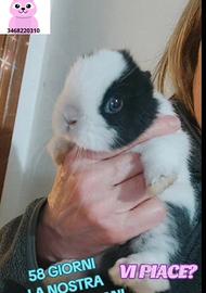 Coniglio super mini toy massimo 1 kg