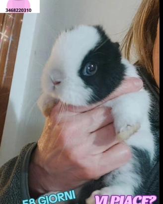 Coniglio super mini toy massimo 1 kg