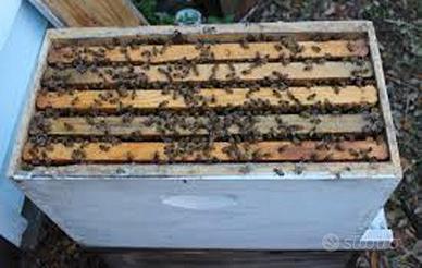 Apicoltura nuclei di api