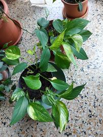 2 vasi di Pothos