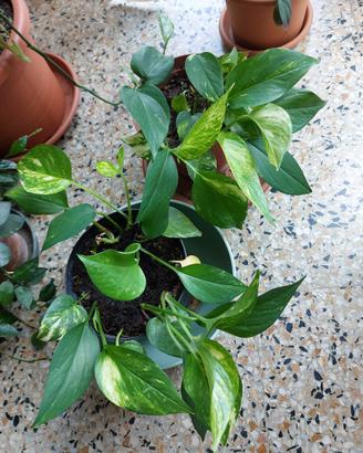2 vasi di Pothos