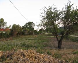 Tortolì terreno mq 3000 x agricoltura, attivi. var