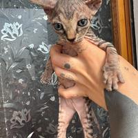 Cuccioli di gatto Sphynx con pedigree disponibili