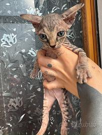 Cuccioli di gatto Sphynx con pedigree disponibili