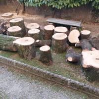 Tronchetti di magnolia grandiflora