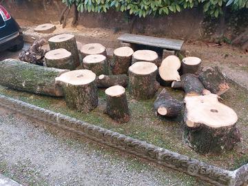 Tronchetti di magnolia grandiflora