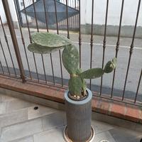 fico d india con vaso