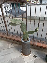 fico d india con vaso