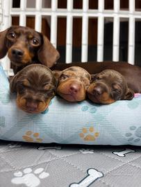 Cuccioli Bassotto PEDIGREE maschi/femmina TESTATI