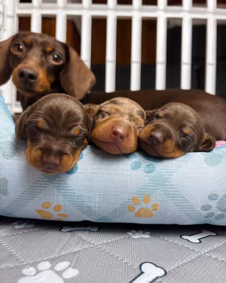 Cuccioli Bassotto PEDIGREE maschi/femmina TESTATI