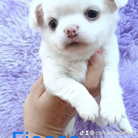 Maschietto chihuahua pelo lungo